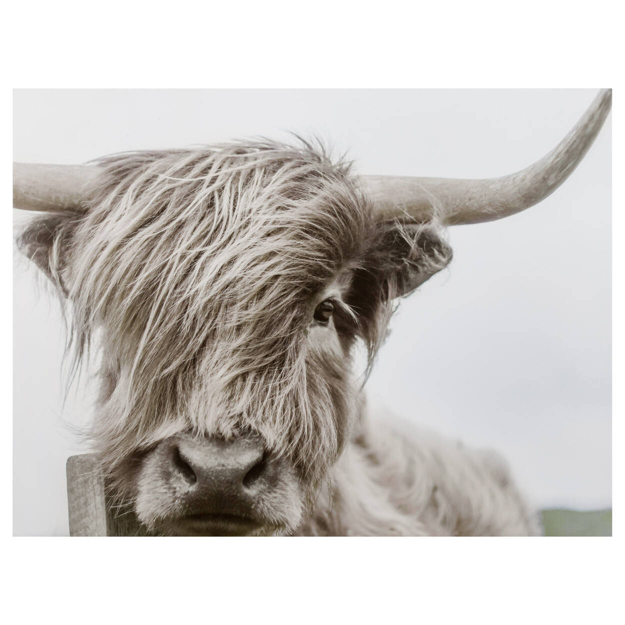 Highland Cow Printed Canvas | Bouclair Canada